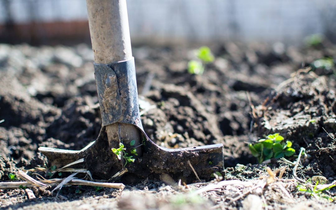 Agriculture is a slumbering giant in sub-Saharan Africa