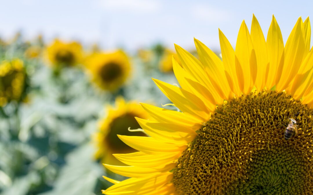 A summer crop plantings data paint a more positive picture than many initially feared